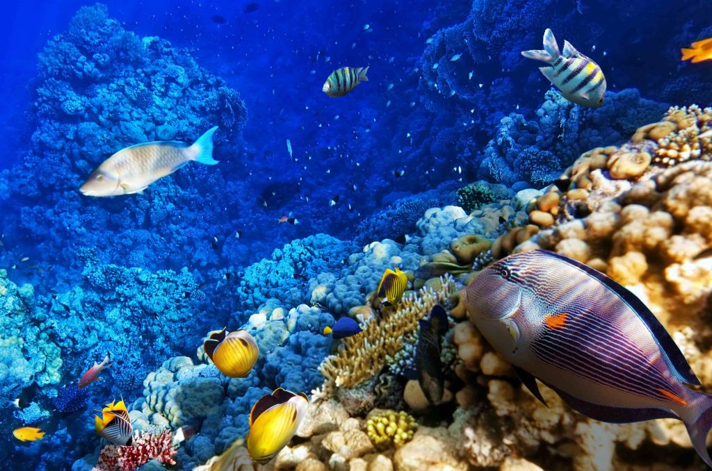 Sustainability Efforts, Waldorf Astoria Riviera Maya. Wildlife, coral reefs.