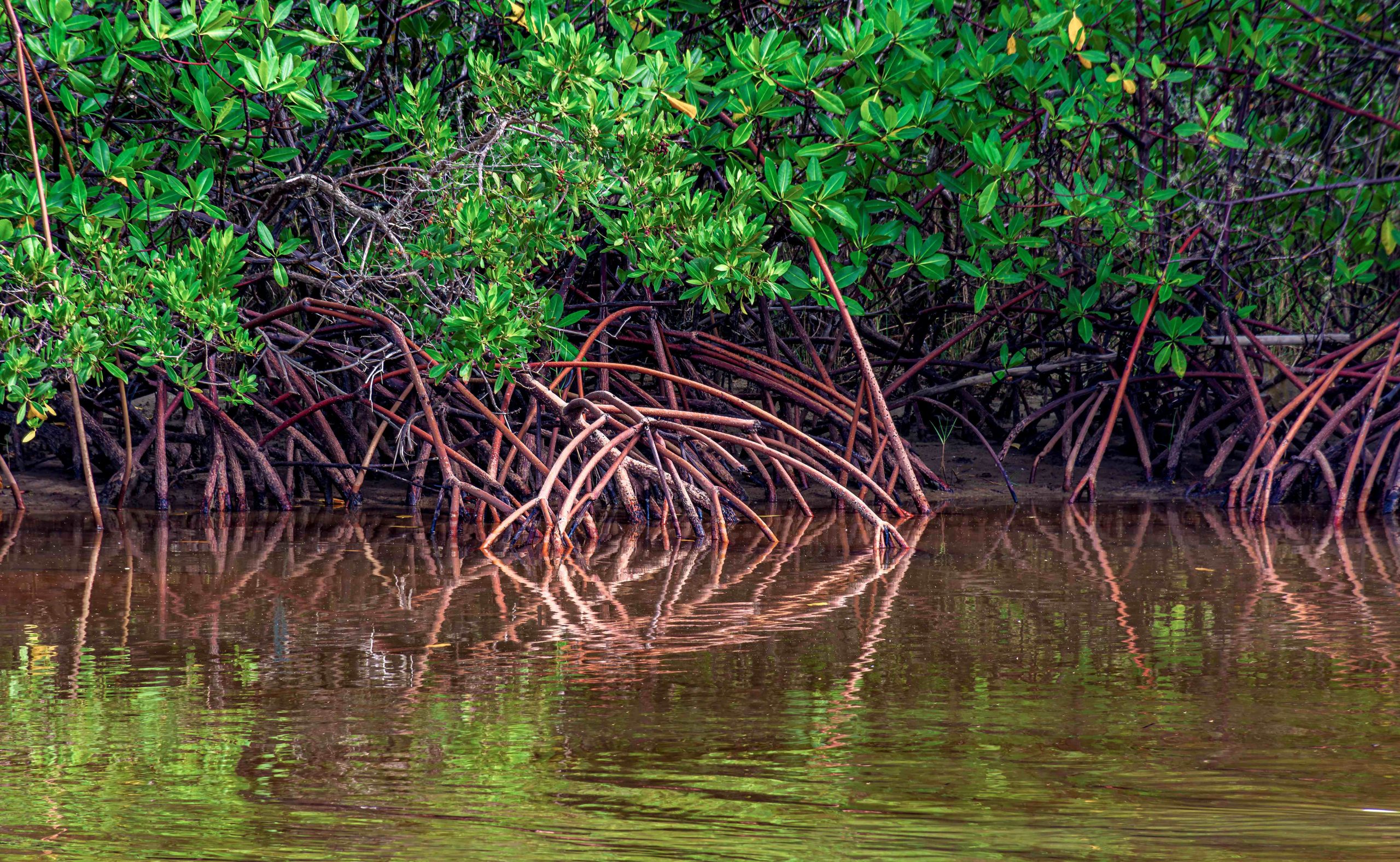 Sustainability Efforts, Waldorf Astoria Riviera Maya. Wildlife, mangrove swamp.