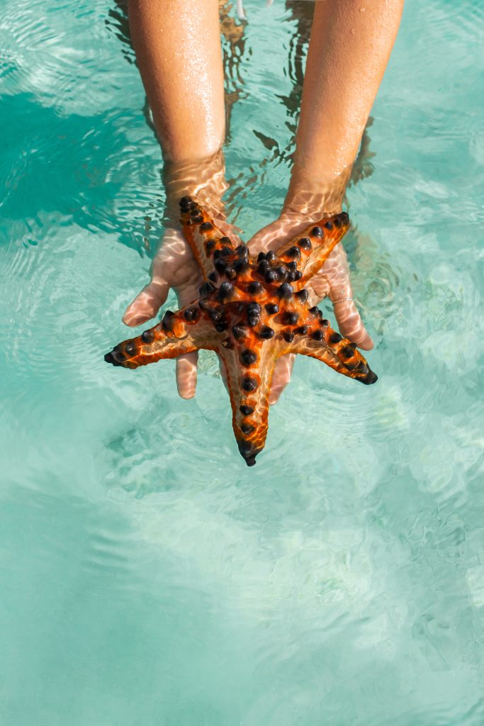 Sustainability Efforts, Waldorf Astoria Riviera Maya. Wildlife, starfish.