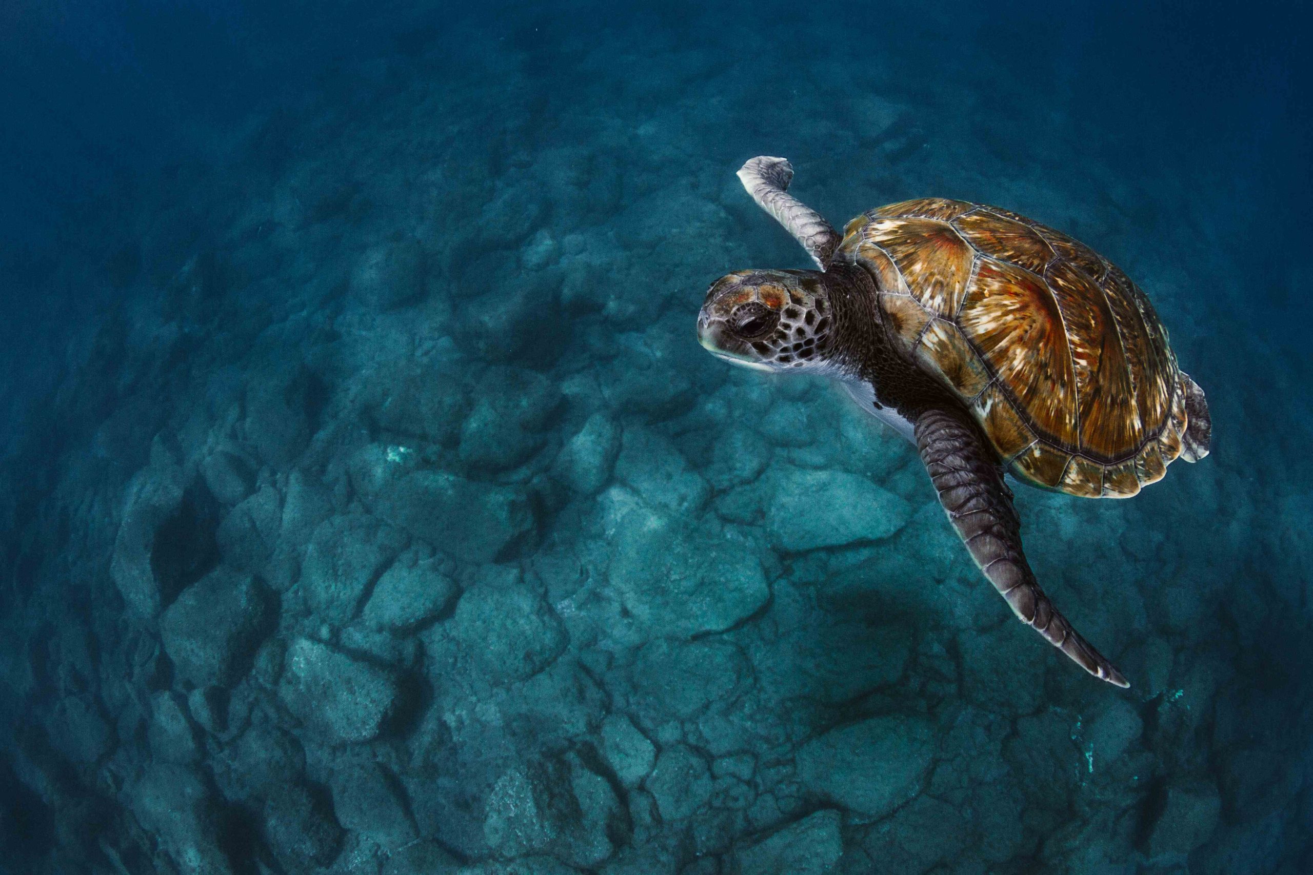 Sustainability Efforts, Waldorf Astoria Riviera Maya. Wildlife, sea turtle.