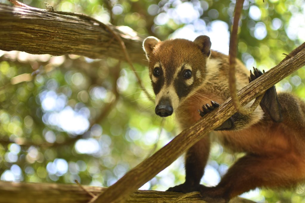 Sustainability Efforts, Waldorf Astoria Riviera Maya. Wildlife, coati.