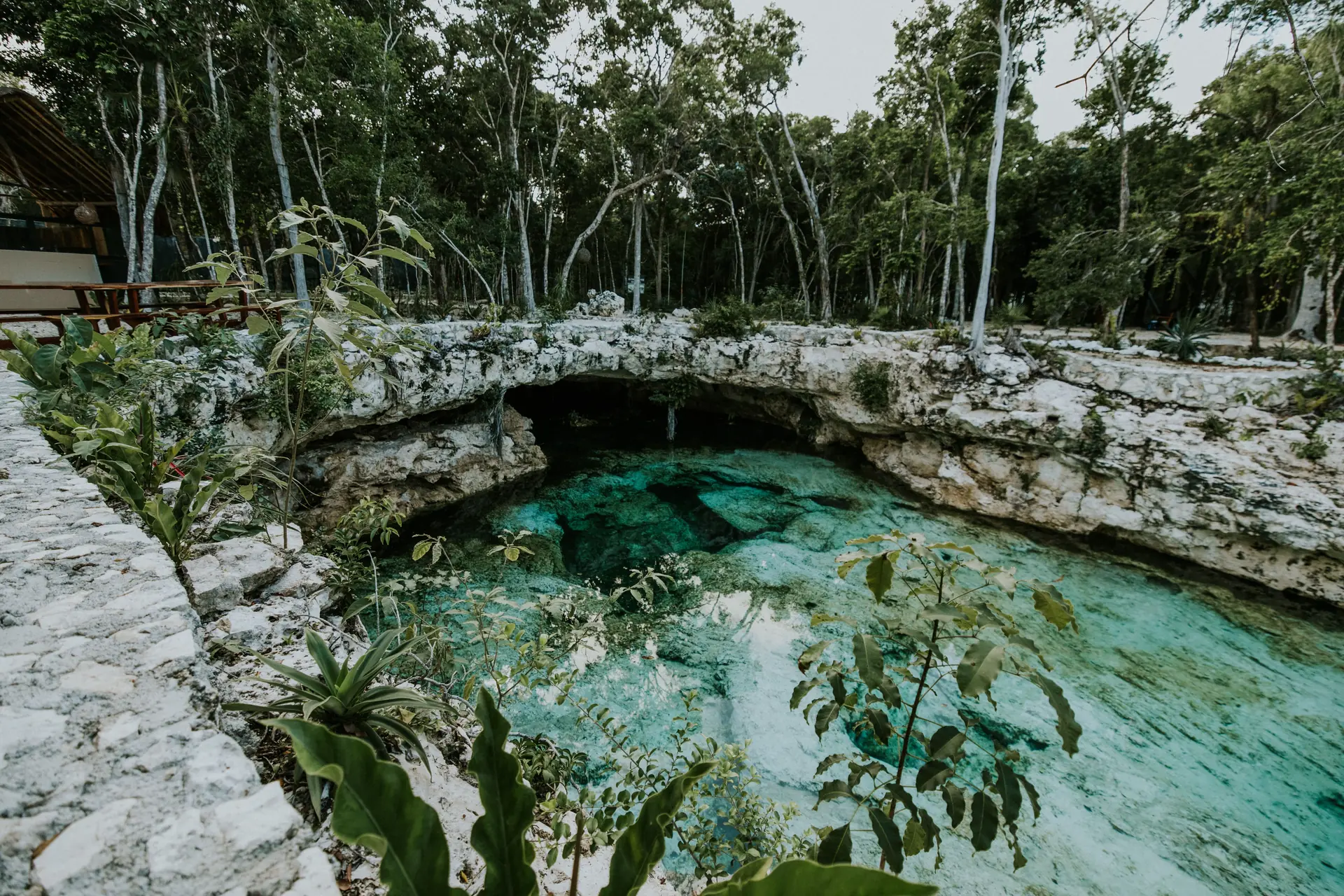 Cenote abierto con agua cristalina color turquesa y un voladizo de piedra caliza rodeado de selva en la Riviera Maya cerca de Cancún